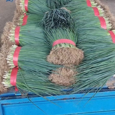 精品小葱