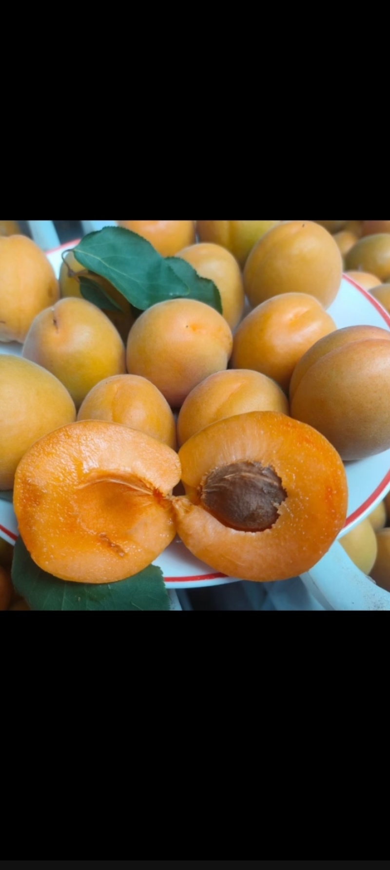 金太阳杏
