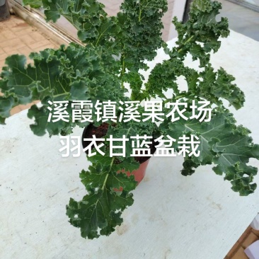 羽衣甘蓝