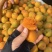 金太阳杏，麦黄杏大量供应，露天自然成熟，一手货源