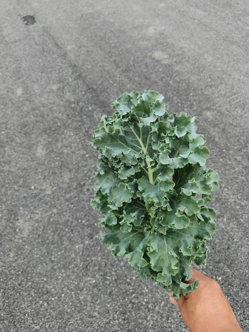 羽衣甘蓝