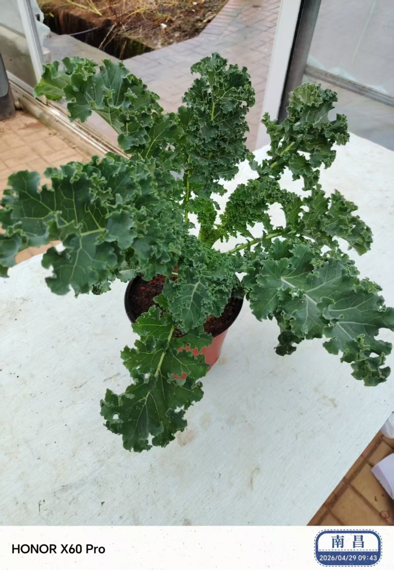 羽衣甘蓝