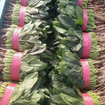 一级菠菜