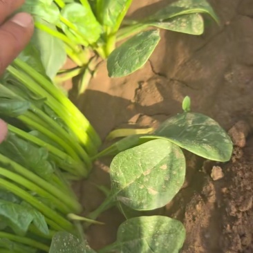 内蒙古兴和县菠菜陆续上市俩排半三排菜