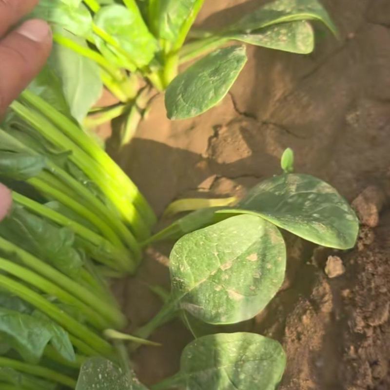 内蒙古兴和县菠菜陆续上市俩排半三排菜