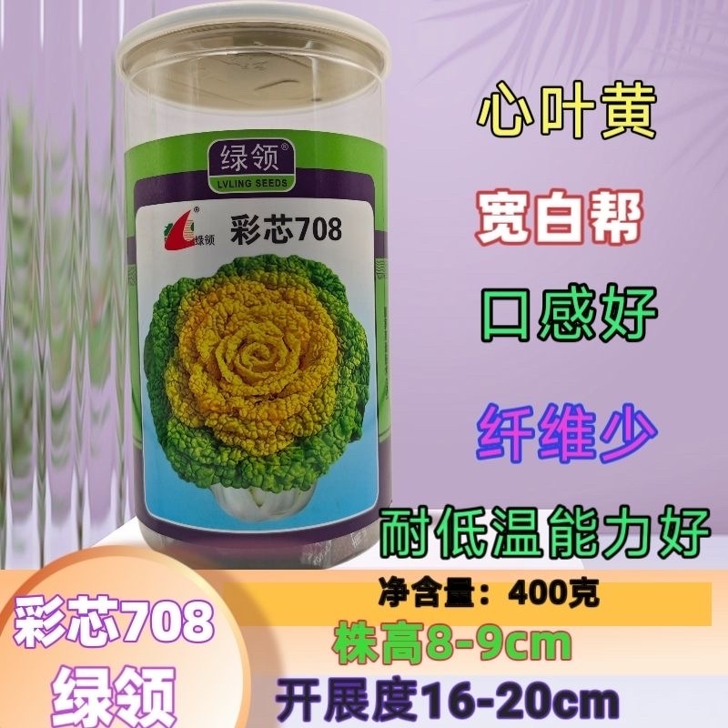 彩芯708黄心菜种子黄心乌种子株型紧凑美观大田基地