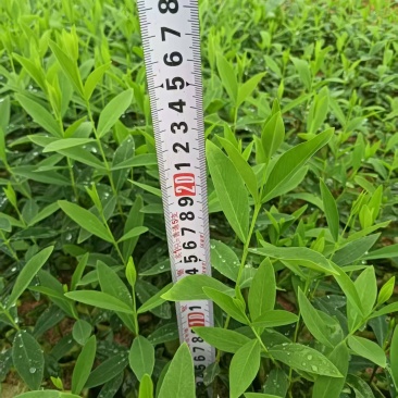 了哥王杯苗保质保量基地批发供应杯苗种植成活率高