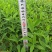 了哥王杯苗保质保量基地批发供应杯苗种植成活率高