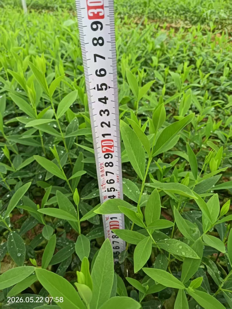 了哥王杯苗保质保量基地批发供应杯苗种植成活率高