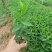 了哥王杯苗保质保量基地批发供应杯苗种植成活率高