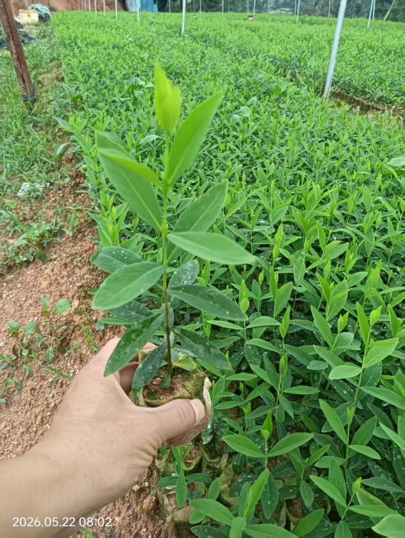 了哥王杯苗保质保量基地批发供应杯苗种植成活率高