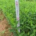 了哥王杯苗保质保量基地批发供应杯苗种植成活率高