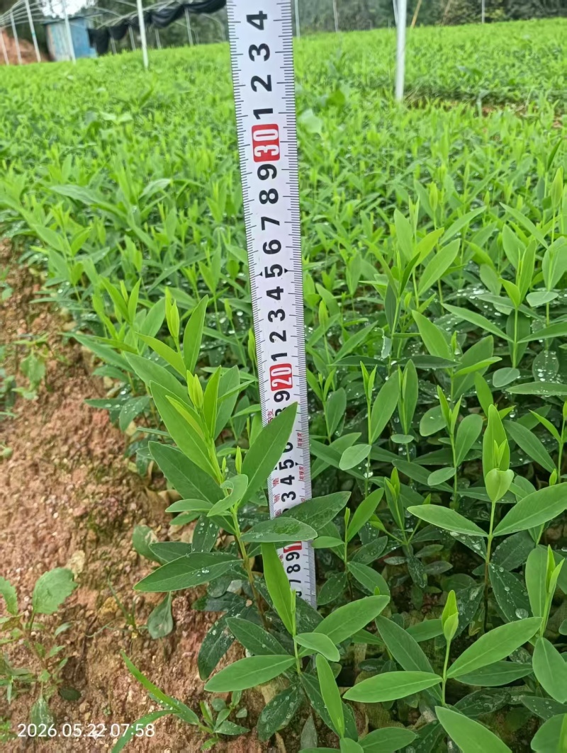 了哥王杯苗保质保量基地批发供应杯苗种植成活率高
