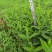 了哥王杯苗保质保量基地批发供应杯苗种植成活率高