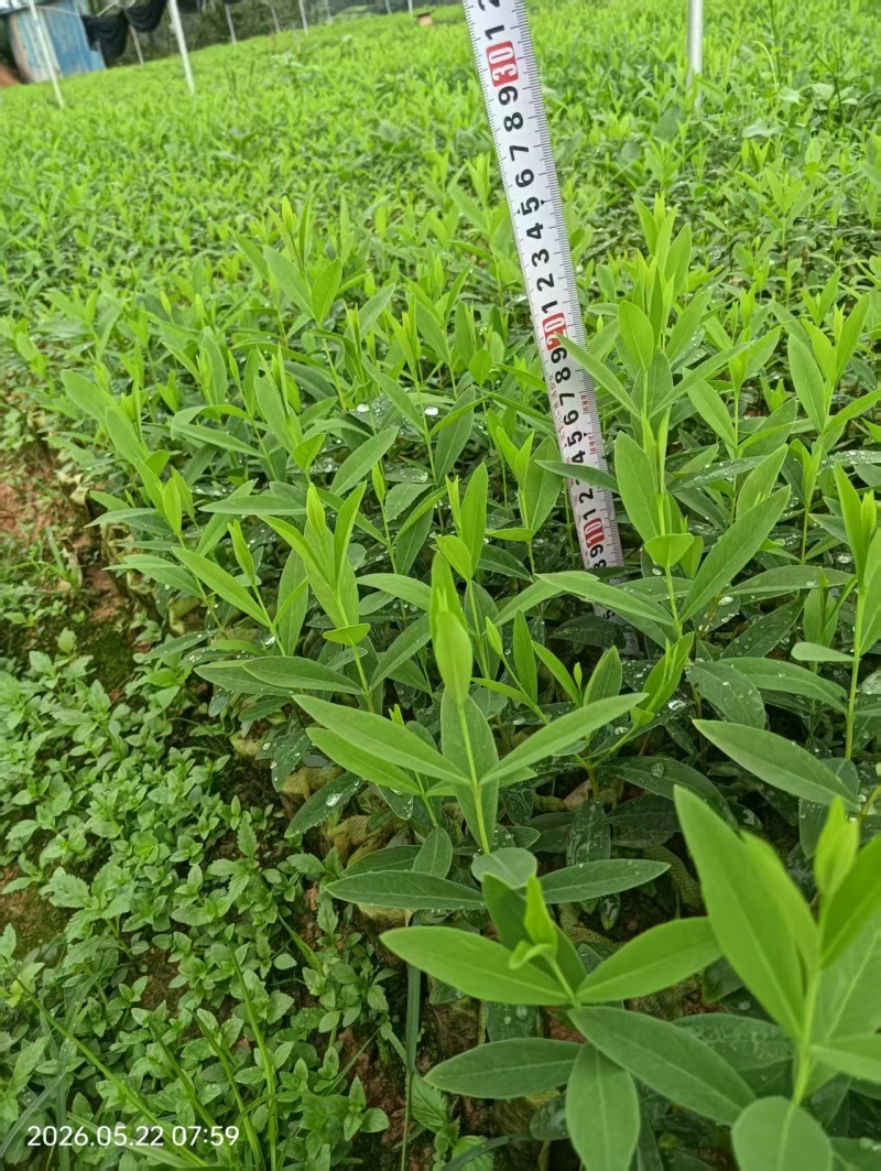 了哥王杯苗保质保量基地批发供应杯苗种植成活率高