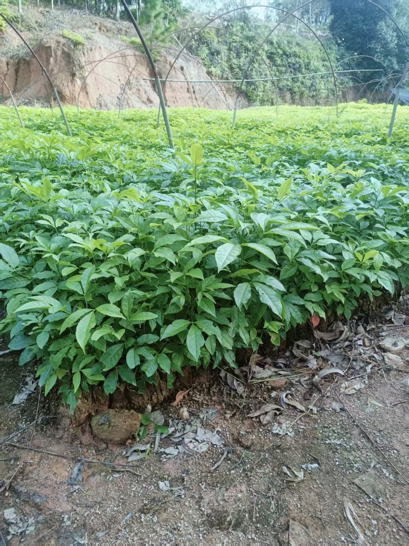 优质三叉苦种苗，一手货源，质量保证，产地直发量大包邮