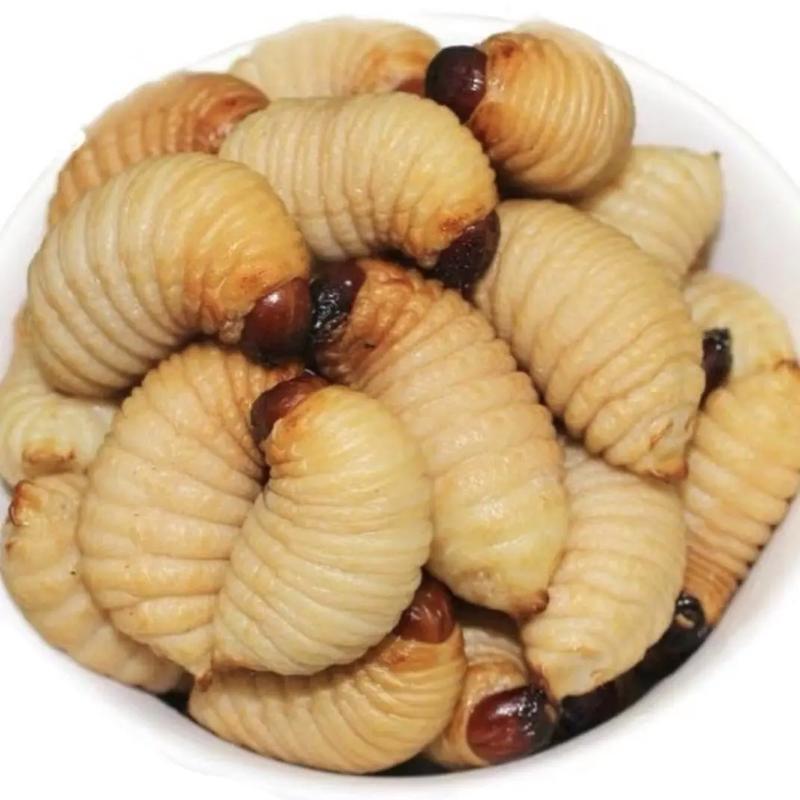 竹虫，广东省阳江市阳东区新洲镇