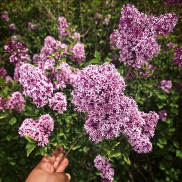 丁香花