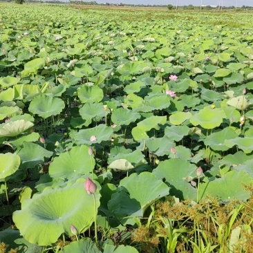 新鲜水果嫩莲蓬今年新出莲蓬大量发货海南基地直供