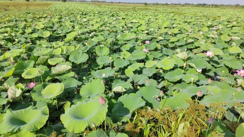 新鲜水果嫩莲蓬今年新出莲蓬大量发货海南基地直供