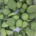 新鲜水果嫩莲蓬今年新出莲蓬大量发货海南基地直供