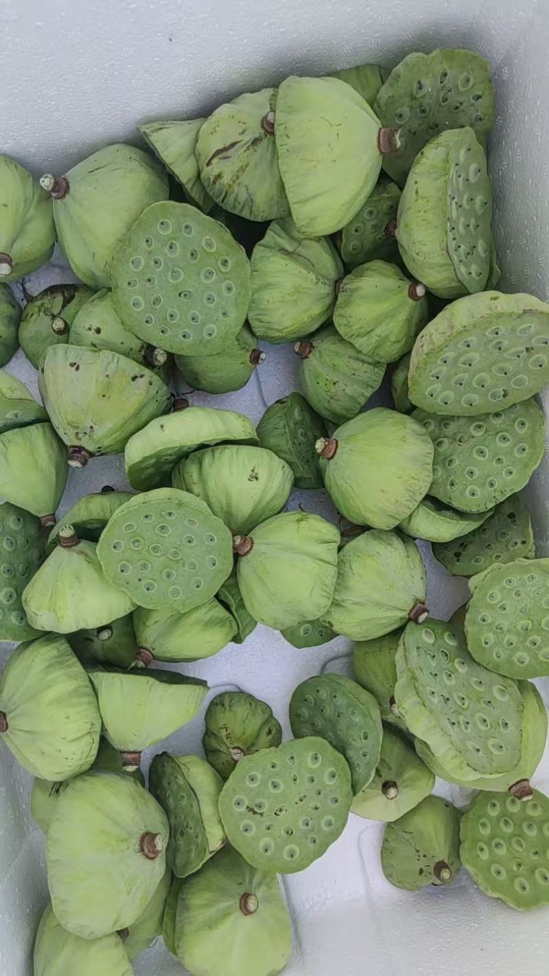 新鲜水果嫩莲蓬今年新出莲蓬大量发货海南基地直供