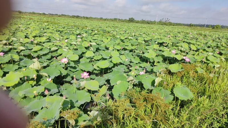 新鲜水果嫩莲蓬今年新出莲蓬大量发货海南基地直供