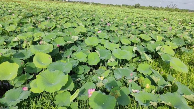 新鲜水果嫩莲蓬今年新出莲蓬大量发货海南基地直供