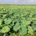 新鲜水果嫩莲蓬今年新出莲蓬大量发货海南基地直供