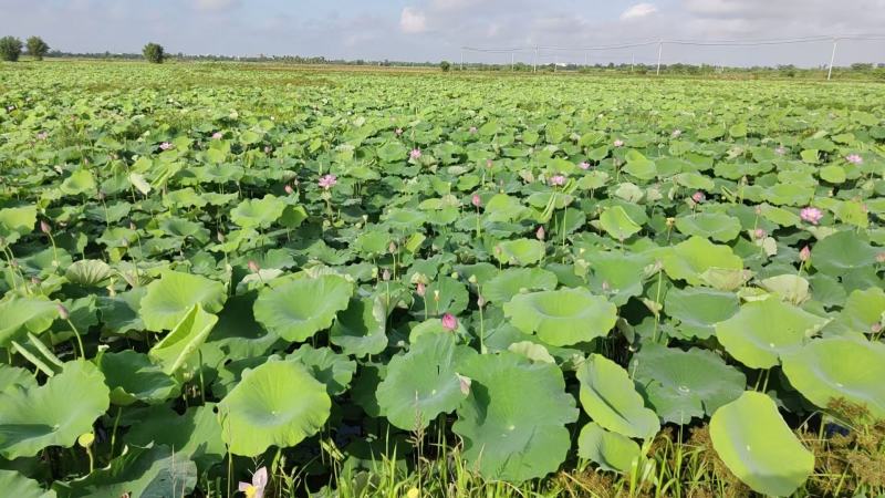 新鲜水果嫩莲蓬今年新出莲蓬大量发货海南基地直供
