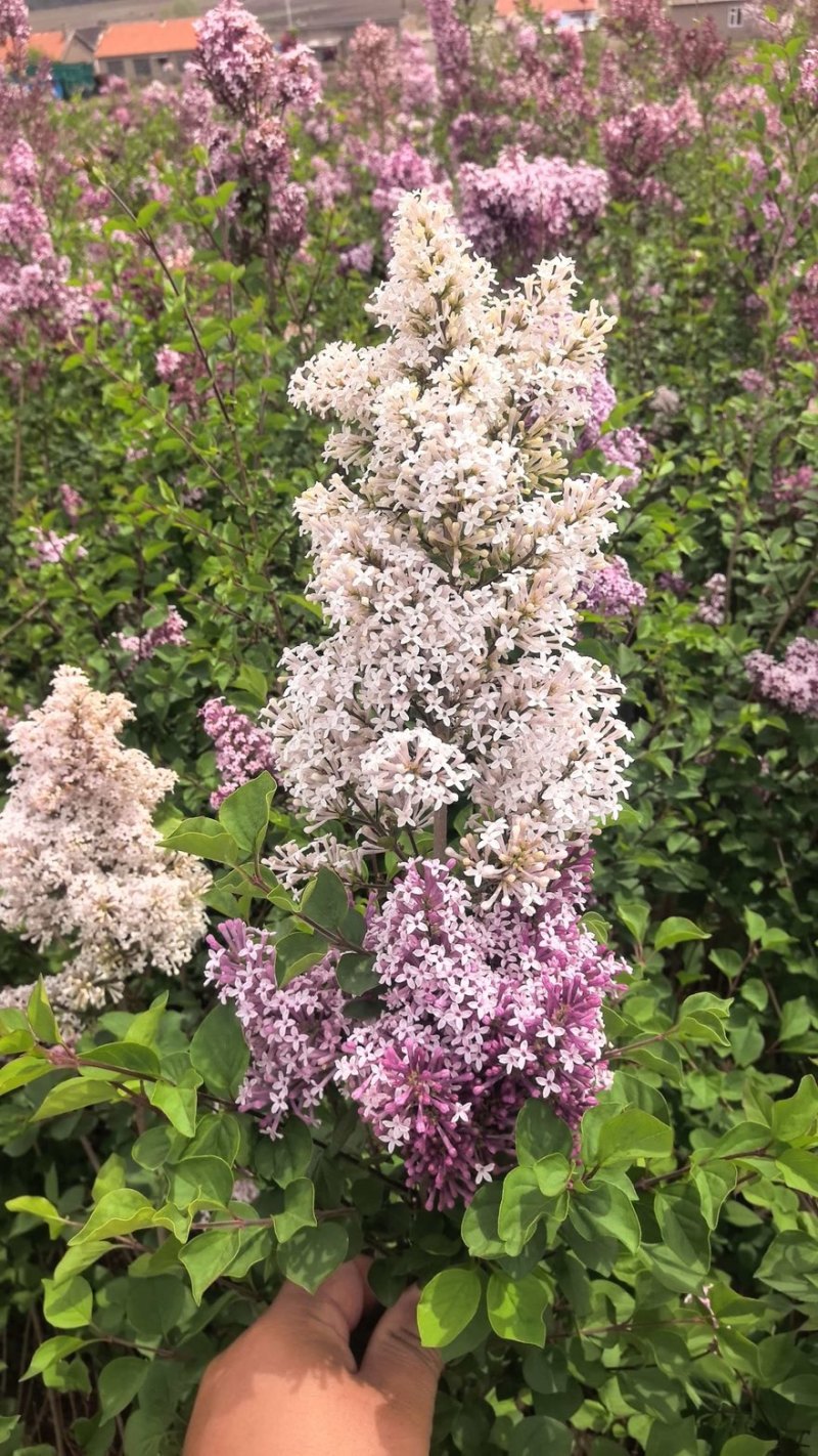 丁香花
