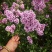 丁香花