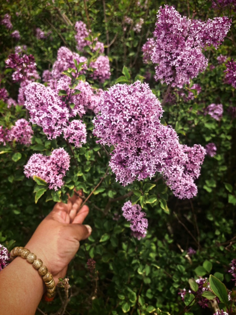 丁香花