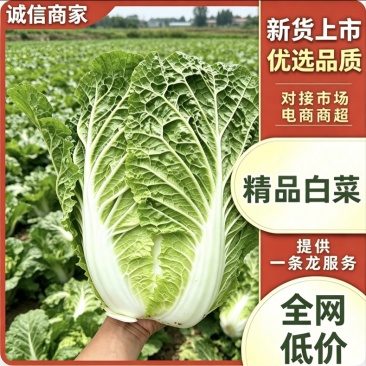 《推荐》湖北利川大白菜新上市大量供应对接各大市场商超平台