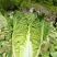 《推荐》湖北利川大白菜新上市大量供应对接各大市场商超平台