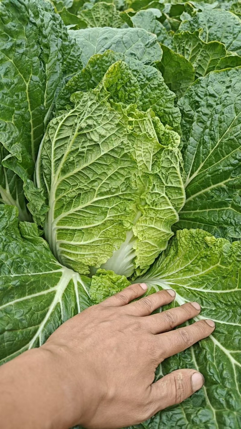 《推荐》湖北利川大白菜新上市大量供应对接各大市场商超平台