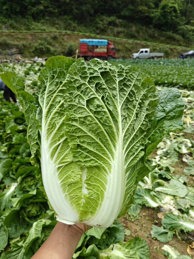 《推荐》湖北利川大白菜新上市大量供应对接各大市场商超平台