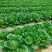 《推荐》湖北利川大白菜新上市大量供应对接各大市场商超平台