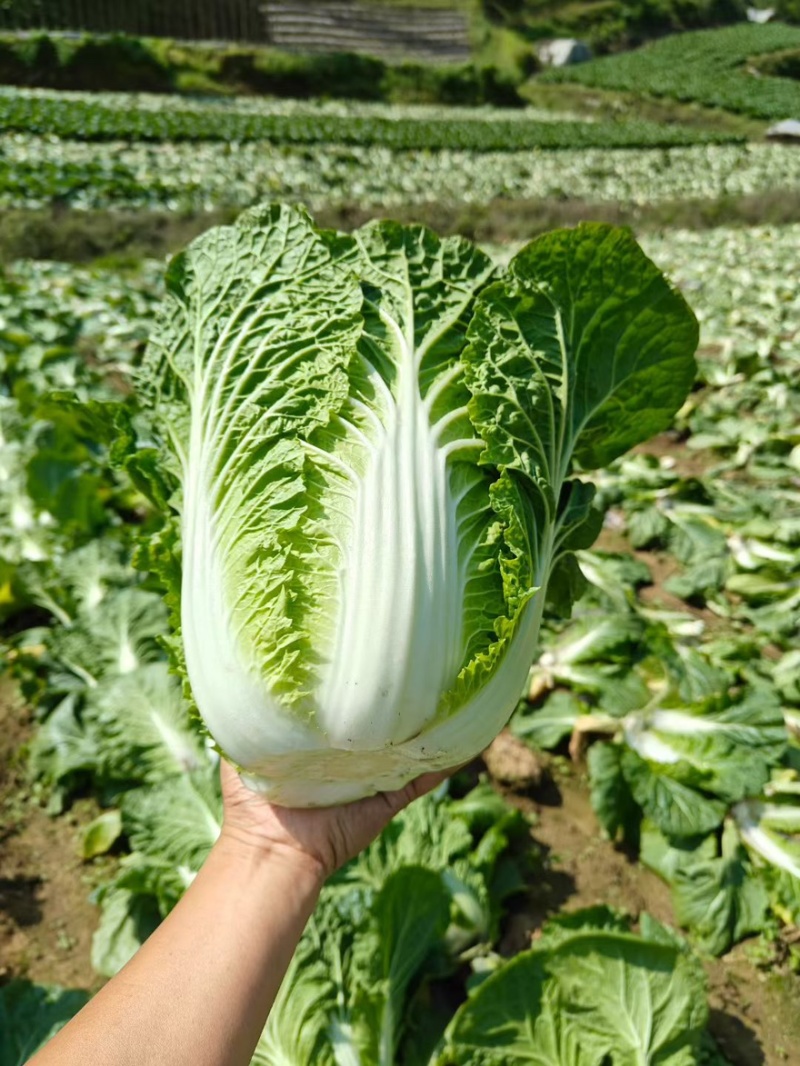 《推荐》湖北利川大白菜新上市大量供应中黄心白菜产地直销