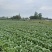 《推荐》湖北利川大白菜新上市大量供应中黄心白菜产地直销