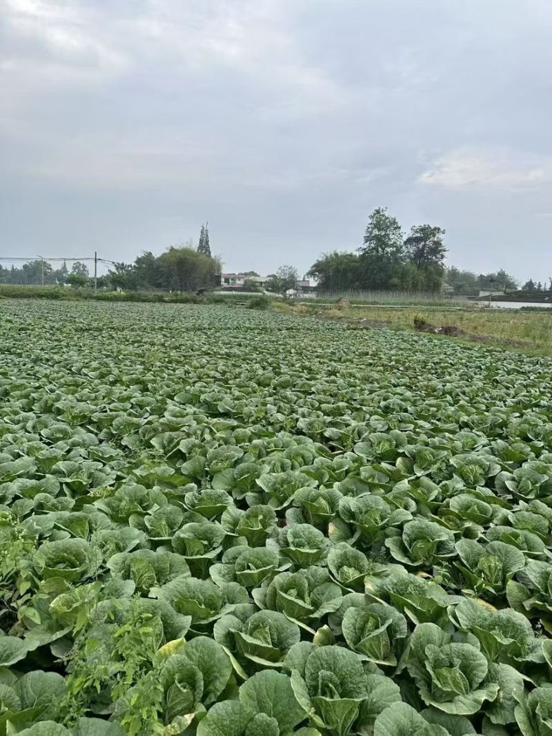 《推荐》湖北利川大白菜新上市大量供应中黄心白菜产地直销