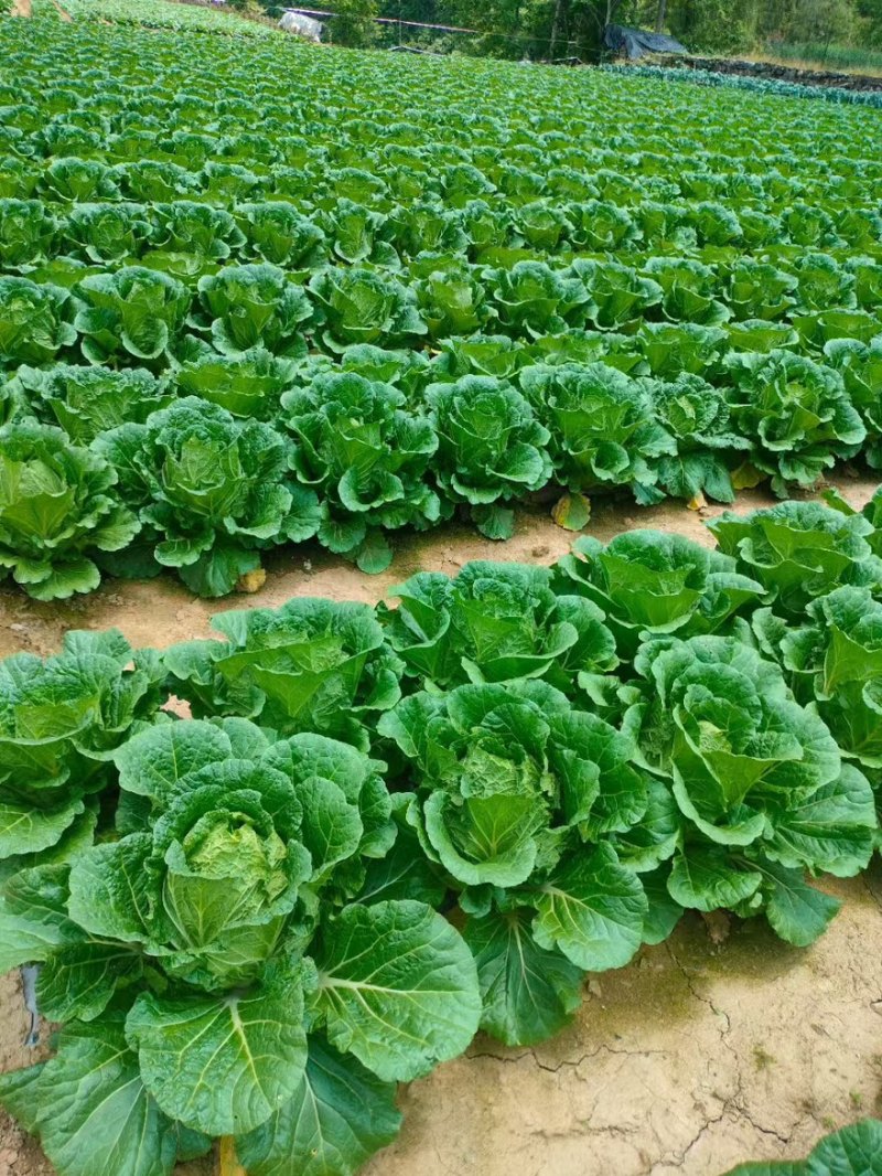 《推荐》湖北利川大白菜新上市大量供应中黄心白菜产地直销