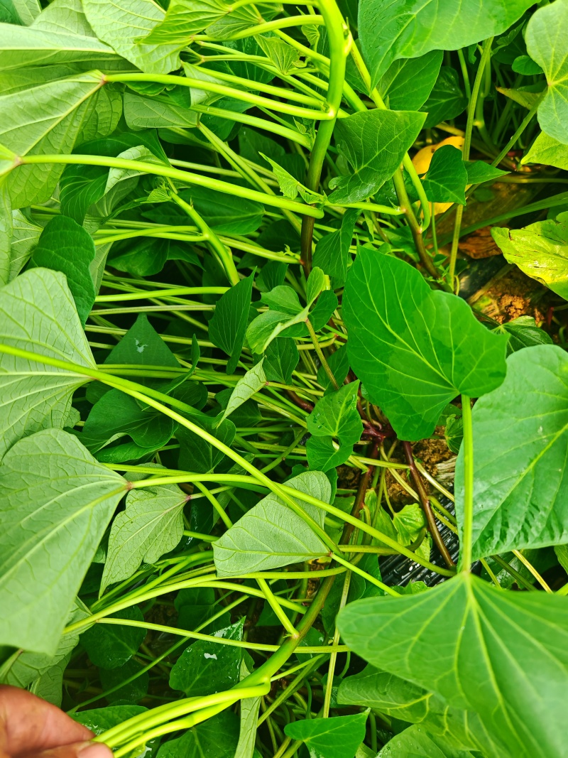 红瑶薯苗