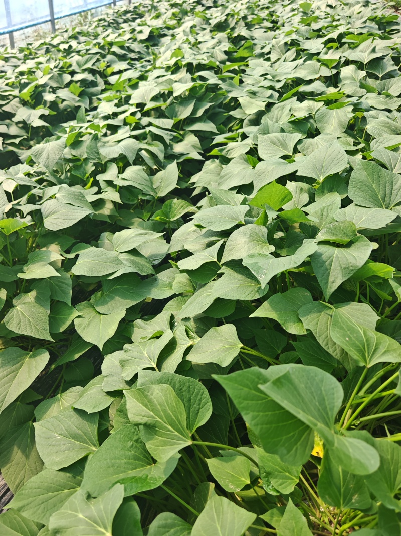 红瑶薯苗