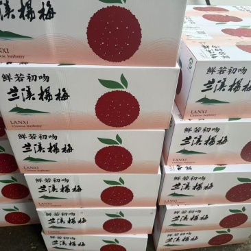 大棚杨梅