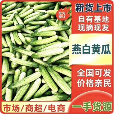 《精选》湖北利川旱黄瓜有质有量燕白黄瓜对接各大市场商超