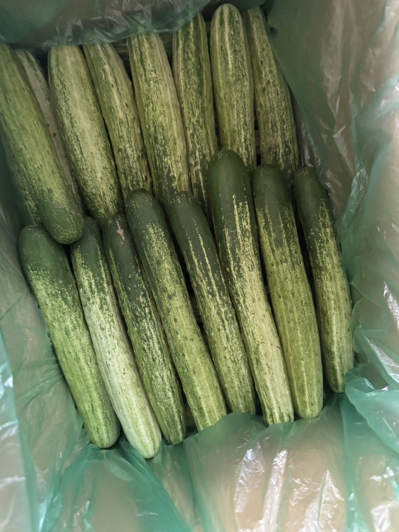 《精选》湖北利川旱黄瓜有质有量燕白黄瓜对接各大市场商超