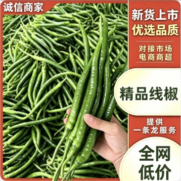 《热卖》新鲜辣椒八号薄皮线椒大量上市欢迎全国各地朋友下单