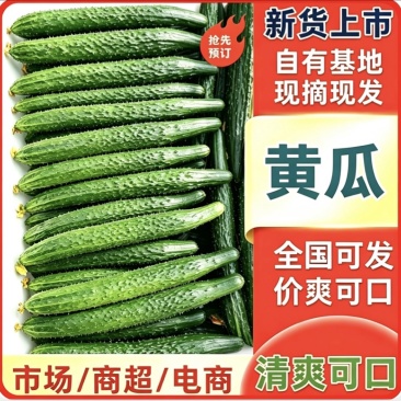 湖北利川刺黄瓜，优质黄瓜，保质保量，新鲜蔬菜，大量上市中