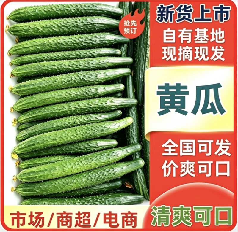 湖北利川刺黄瓜，青黄瓜，密刺黄瓜对接各大市场商超平台